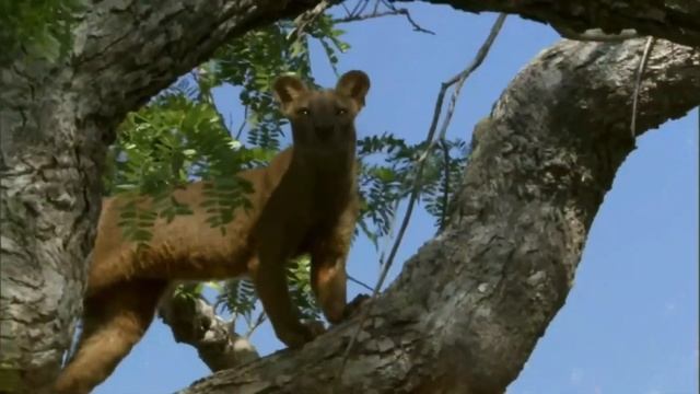 Фосса - самый большой хищник Мадагаскара, животные Африки, фосса интересные факты смотреть онлайн