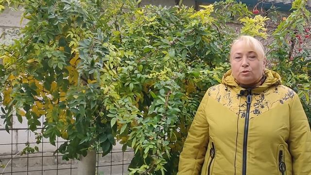 Укрытие роз на зиму. Как правильно! Ошибки новичков. смотреть онлайн