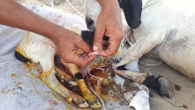 goat giving birth| goat farming| goat delivery |bakri ki delivery | bakri delivery|Rubi village lif смотреть онлайн