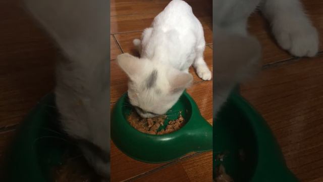 У котёнка Капитошки очень хороший аппетит смотреть онлайн