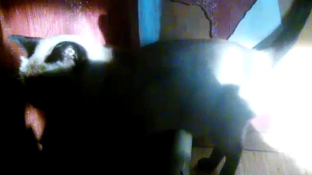 Кошка Алиса пекинес Тошка и кот Том смотреть онлайн