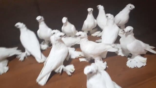 ? БЕЛЫЕ ДВУХЧУБЫЕ ГОЛУБИ / PIGEONS / TAUBE #Gulsarinfo©