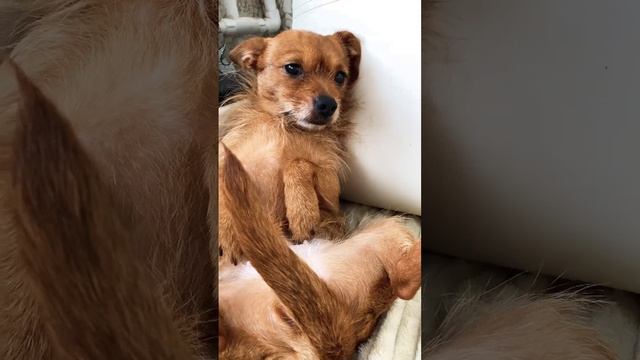 #dog Фанечка лежит балдеет?? #собакадругчеловека #любимаясобака смотреть онлайн