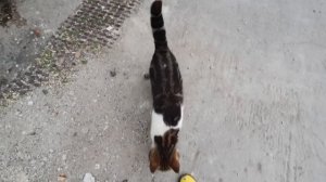 По помойкам Краснодарского края ) находки на мусорках и свалках )