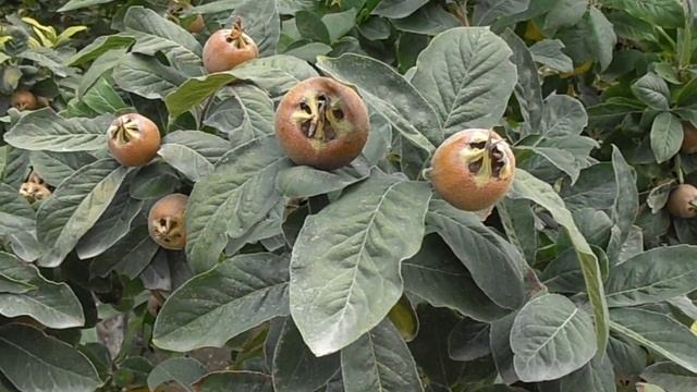 Nispolero: Mespilus Germanica (www.riomoros.com)