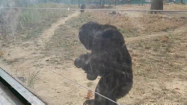 Харьков. ЭКО ПАРК Фельдмана. Парад хризантем, осенний бал!!! ?? смотреть онлайн