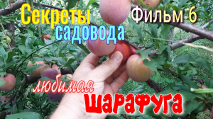Шарафуга Фильм 6. ШАРАФУГА Зреет и Крупнеет!!! Какая она? Секреты Садовода.
