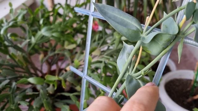 Эустома на второй год? КАК сохраняю зимой цветок смотреть онлайн