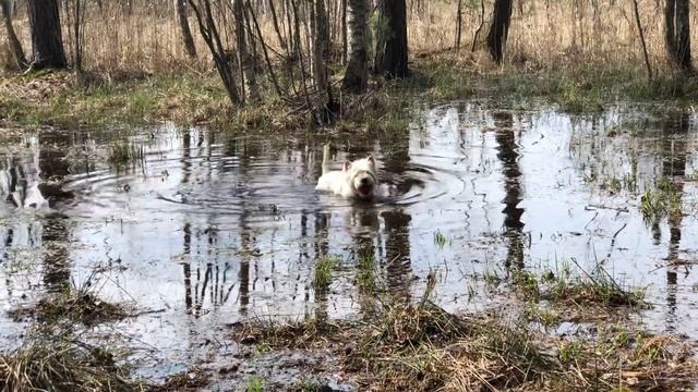 Отличная погода чтобы искупаться в болоте :) Балашиха. Вест-хайленд-уайт-терьер смотреть онлайн