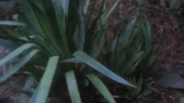 Yucca gloriosa superba смотреть онлайн