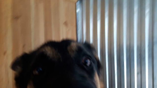 Вольер для немецкой овчарки смотреть онлайн