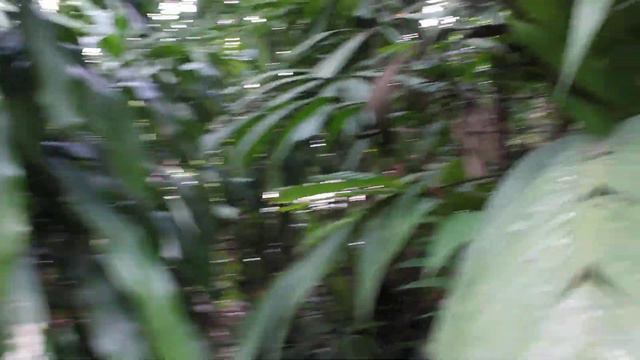 Lush Tropical Walk (Singapore Zoo) / Прогулка В Пышной Тропической Зелени (Сингапурский Зоопарк) смотреть онлайн