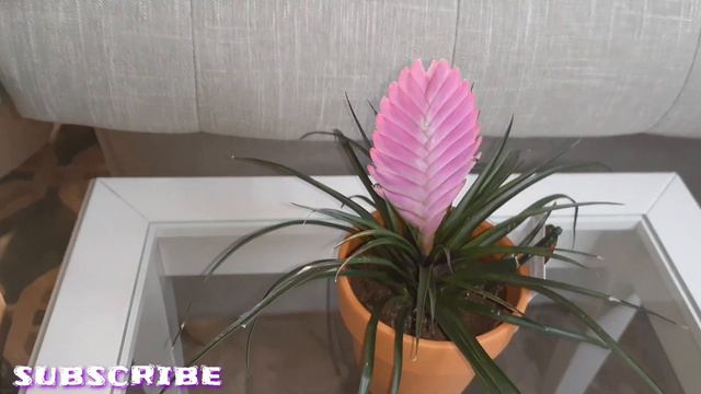 SMALL PLANT HAUL || MY BOYFRIEND KNOWS WHAT I LIKE смотреть онлайн