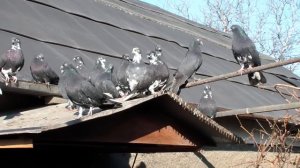 Димитрово Голуби Славик Зяма