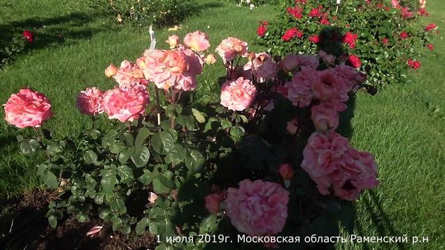 Обзор розы   Рене Госсини  (Чайно гибридная) - Rene Goscinny (Meilland, 2005)