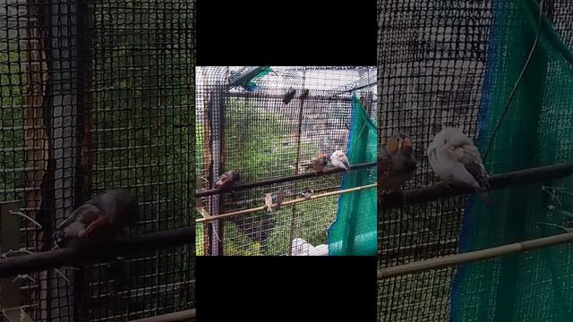 Raindrops to Feasting! Sharing Seeds Under the Open Sky #clipchamp #birds #cutezebrafinch смотреть онлайн