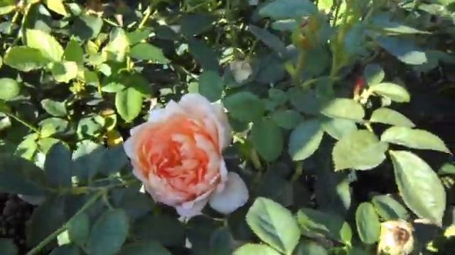 Carding Mill English Rose смотреть онлайн