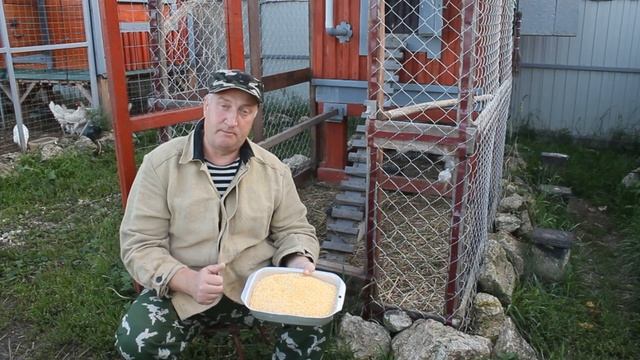 Кукуруза для кур несушек,и цыплят. смотреть онлайн