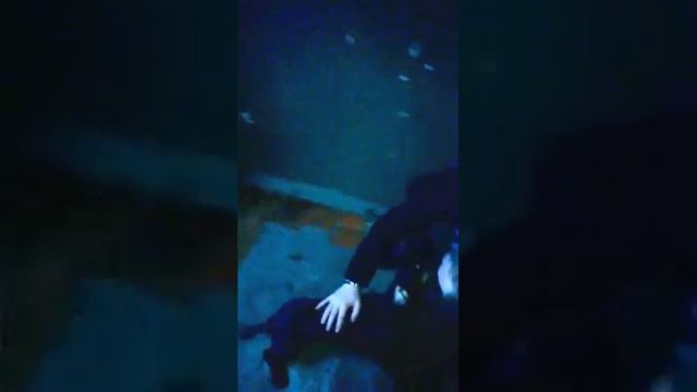 Встреча с собакой через полгода смотреть онлайн
