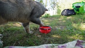 24 ЧАСА НА ПЛЯЖЕ РАДУЖНЫХ ДРУЗЕЙ НА ЗАКОЛДОВАННОМ ОЗЕРЕ С КОТАМИ