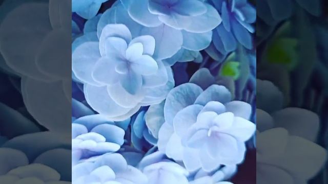 Гортензия Доппио Нувола. Советы по уходу в описании. смотреть онлайн