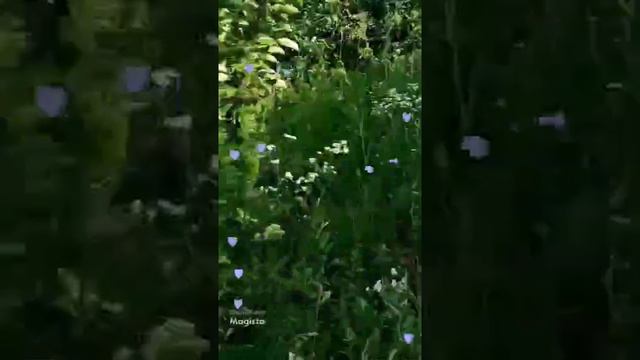 Юра Шатунов поет песню"Ромашки". Юрочка, тебе не только белые розы, и белые ромашки, и другие цветы смотреть онлайн