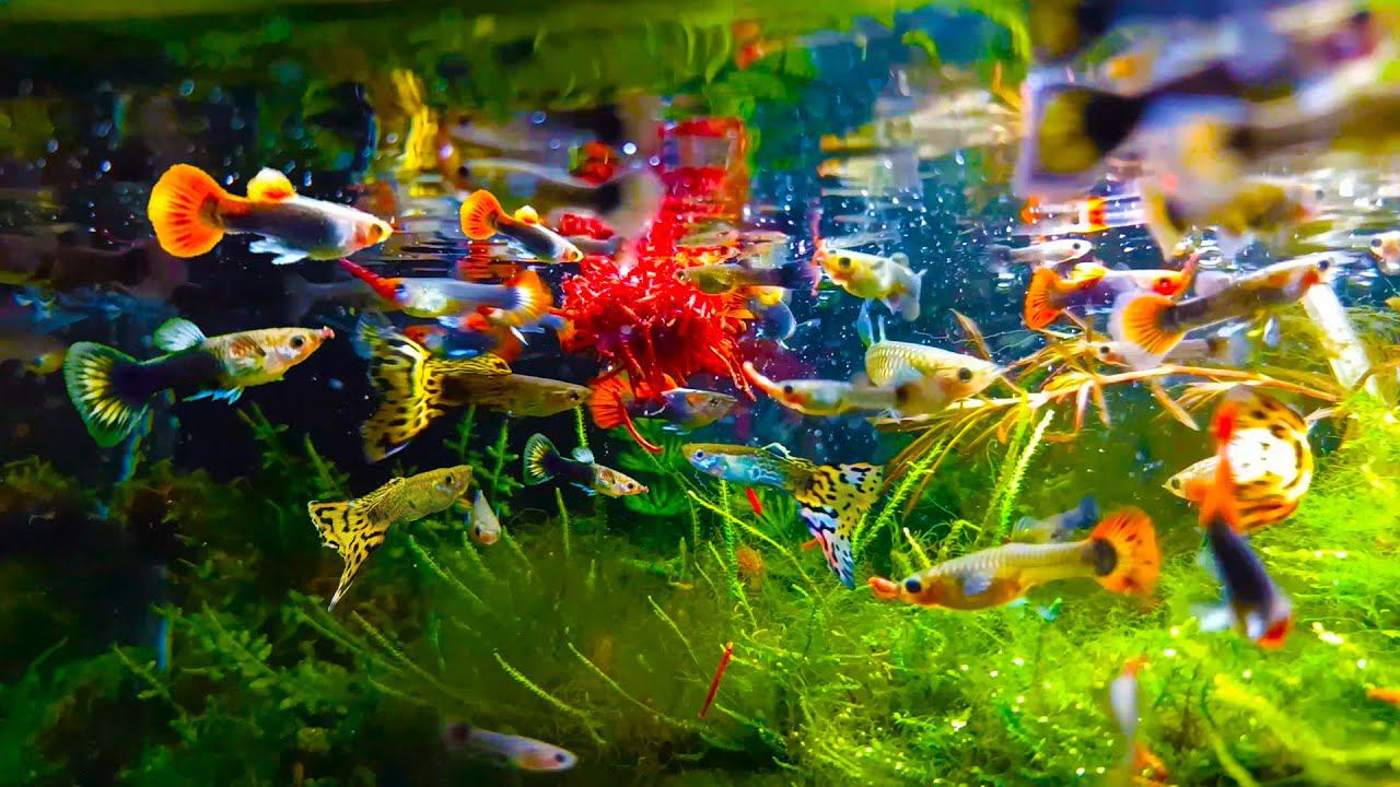 Кормление аквариумных рыбок самым лучшим кормом! смотреть онлайн