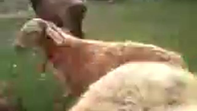 Баран надел тапочку смотреть онлайн