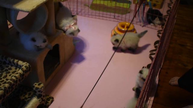 6 Gorgeous Kittens ... Larkspurs Himalayan Kittens And Poppy's Calico Persian Kitten