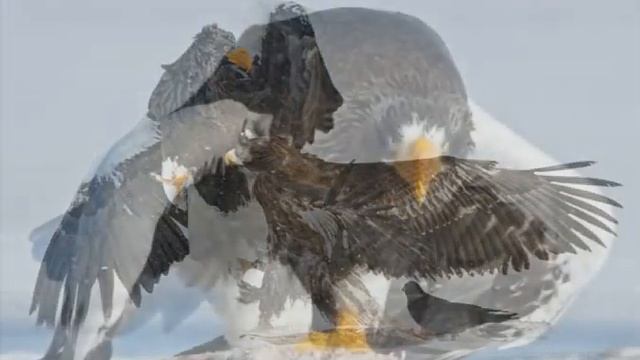 Южно Камчатский заказник Песня белухи смотреть онлайн