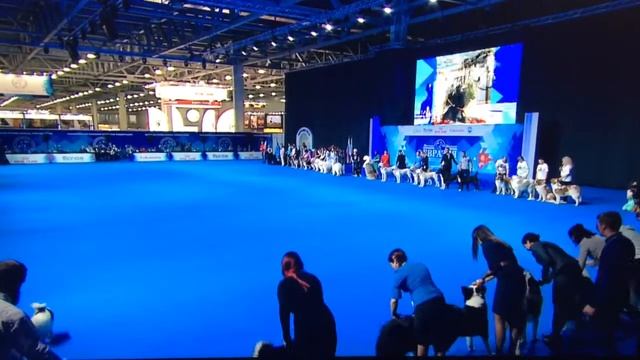 Евразия 2018 якутские лайки смотреть онлайн