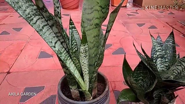My Indoor plants and their name _V9/எனது தோட்டத்துlndoor செடிகளும் அதன் பெயர்களும் смотреть онлайн