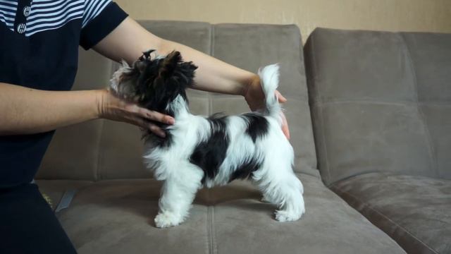 Дэлайт оф Соулз Онни Тэбис (Тоби 2) биверы в самаре, дэлайт оф соулз смотреть онлайн