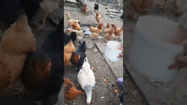 Курятник смотреть онлайн