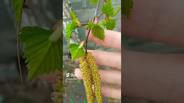 #береза #природа #shorts смотреть онлайн