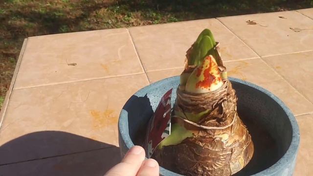 Plant Amaryllis How much time until it blooms? Holiday flowers. смотреть онлайн