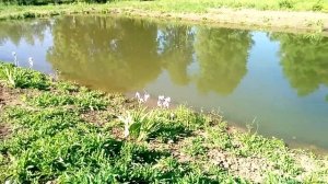 КРУПНЫЙ ЛИНЬ. Рыбалка на вершу.