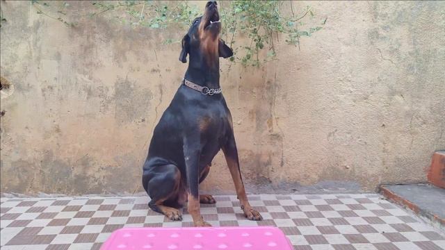 Dog Food Challenge | Chippiparai VS Doberman | Chicken Challenge | Live Experiment | Who is Winner? смотреть онлайн