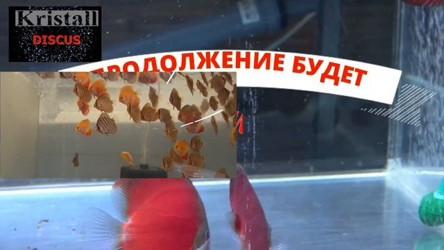 #DISCUS# ДИСКУСЫ# КРАСНАЯ РОЗА (БЛЮ ФЕЙС) НА ПРОДАЖУ смотреть онлайн