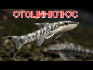 ОТОЦИНКЛЮС. СОДЕРЖАНИЕ И РАЗВЕДЕНИЕ В АКВАРИУМЕ