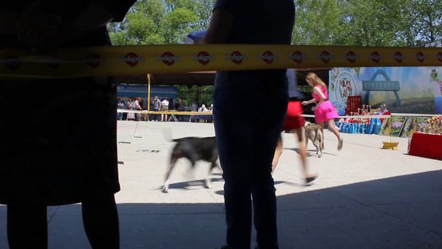 ам.стафф юниоры сравнение 23,05,2015 Уссурийск смотреть онлайн