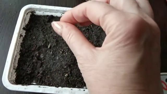 КАК посеять КАТАРАНТУС на рассаду? Что ВАЖНО знать? смотреть онлайн