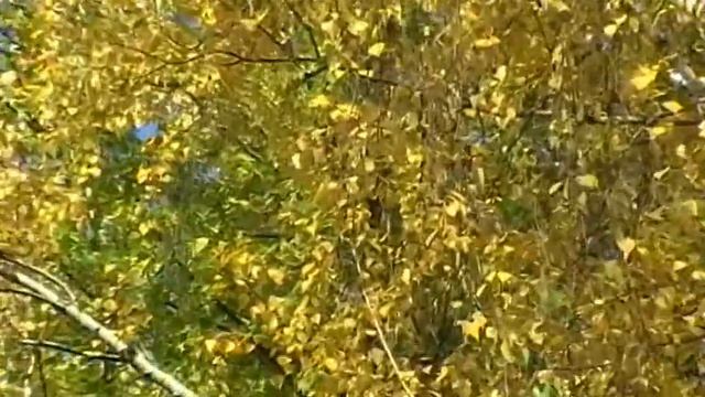 Вячеславий. Черниговчанки. смотреть онлайн