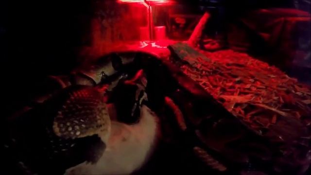 GoPro: Ball Python consuming a live rat (Sped up 8X) смотреть онлайн