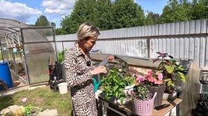 ЛИНАРИЯ И НЕМЕЗИЯ.МИКС В КАШПО.2023