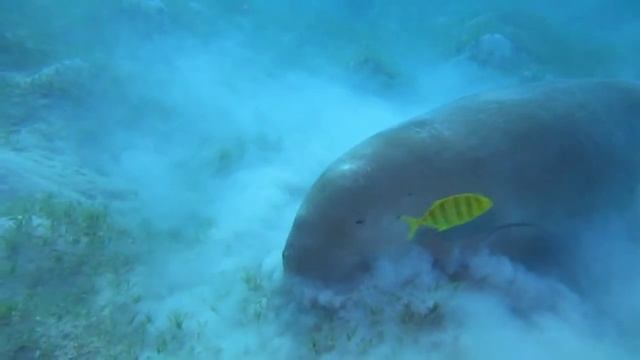 Дюгонь.(Dugong, Dugon) смотреть онлайн