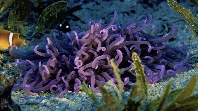 Sea anemone. Red sea. смотреть онлайн