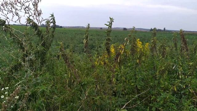 Поле. Виды Природы. Как Выглядит Поле смотреть онлайн