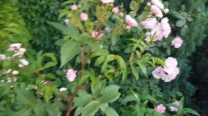 ?Цветение мускусных роз - Хэвенли Пинк, Буке Парфэ, Петит де Терр Франш, Фонтевро ля Роз, 09.06.22.