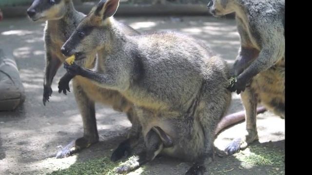 Австралия зоопарк Featherdale Wildlife Park (для мобильных устройств) смотреть онлайн